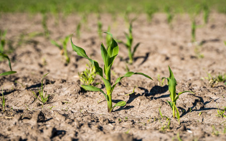 Agriculture concept. Agricultural scene with corns sprouts on a field closeup.の写真素材