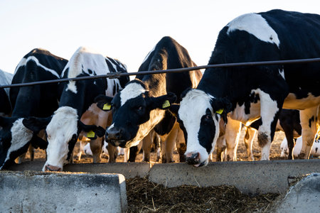 Farming, animal husbandry concept. Cows in a farm. Dairy cows eats fresh hay. Outdoor farm cowshed...