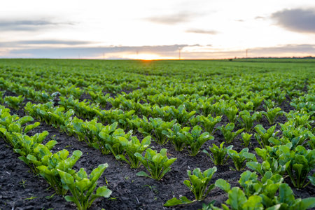 Rows of young fresh beet leaves with a sunset sky. Beetroot plants growing in a fertile soil on a field. Cultivation of beet. Agriculture.の写真素材