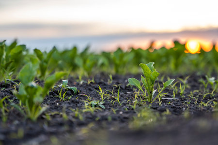 Close up young fresh beet leaves. Beetroot plants growing in a fertile soil on a field. Cultivation of beet. Agriculture.の写真素材