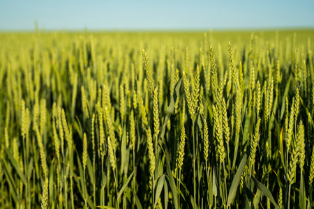 Young wheat. Unripe cereals. The concept of agriculture, healthy eating, organic food.の写真素材