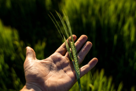 Farmers holds ears of barley on field under sun, inspecting his harvest. Farmer man walks through wheat field, touching green ears of barley.の写真素材