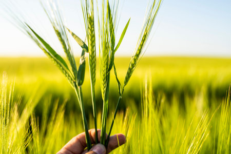 Close up farmers hand holds ears of barley on field under sun, inspecting his harvest. Farmer man...