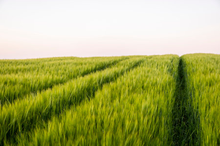 Green barley field under sunlight in summer. Agriculture. Cereals growing in a fertile soil.の写真素材