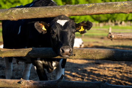 Beautiful close up on a young black and white cow on a farm looking in a camera behind the fence summer pasture.の写真素材