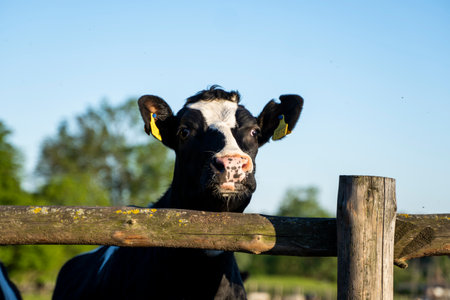 Beautiful close up on a young black and white cow on a farm looking in a camera behind the fence summer pasture.の写真素材