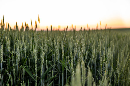 Green wheat ears growing on a agricultural field in a sunny day. Agriculture.の写真素材