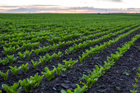 Rows of young fresh beet leaves with a sunset sky. Beetroot plants growing in a fertile soil on a field. Cultivation of beet. Agriculture.の写真素材