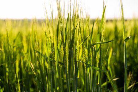 Young barley ears illuminated by sunlight. Concept of a good harvest in an agricultural field.の写真素材