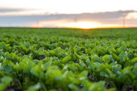 Rows of young fresh beet leaves. Beetroot plants growing in a fertile soil on a field. Cultivation of beet. Agriculture.の写真素材