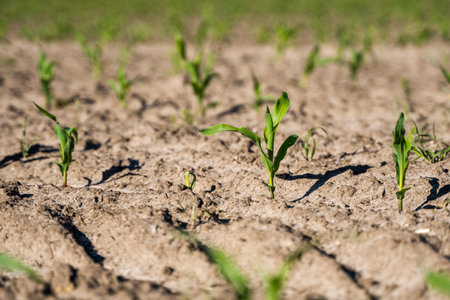 Maize seedling in the agricultural garden with blue sky.の写真素材