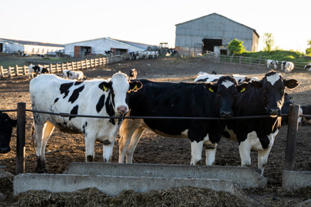 Cows on farm. Black and white cows eating hay in the stable in a sunset.の写真素材