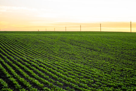 Landscape of rows of young fresh beet leaves with a sunset sky. Beetroot plants growing in a fertile soil on a field. Cultivation of beet. Agriculture.の写真素材