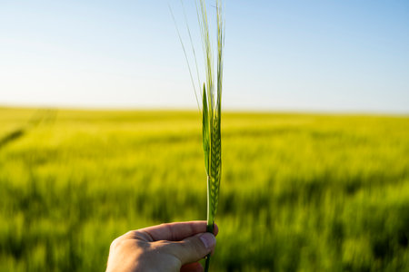 Farmers holds ears of barley on field under sun, inspecting his harvest. Farmer man walks through wheat field, touching green ears of barley.の写真素材