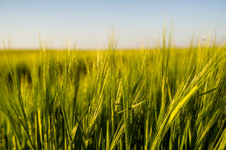 Green ears of barley. Agriculture. The concept of agriculture, healthy eating, organic food.の写真素材