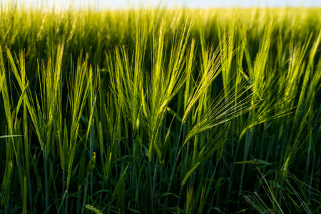 Young barley ears illuminated by sunlight. Concept of a good harvest in an agricultural field.の写真素材