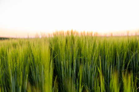 Green barley field under sunlight in summer. Agriculture. Cereals growing in a fertile soil.の写真素材