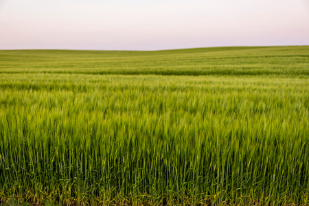 Rich harvest concept. Agriculture. Close up of juicy fresh ears of young green barley on nature in summer field with a blue sky. Background of ripening ears of barley field.の写真素材