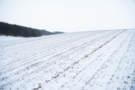 Landscape of wheat field covered with snow in winter season. Agriculture process with a crop...