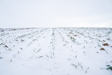 Landscape of wheat agricultural field covered with snow in winter season. Agriculture process with a crop cultures.の写真素材