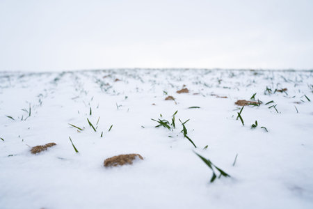 Green young sprouts of wheat, barley, rye under the layer of fresh snow in a spring.の写真素材
