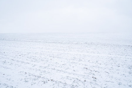 Green young sprouts of wheat, barley, rye under the layer of fresh snow in a spring.の写真素材