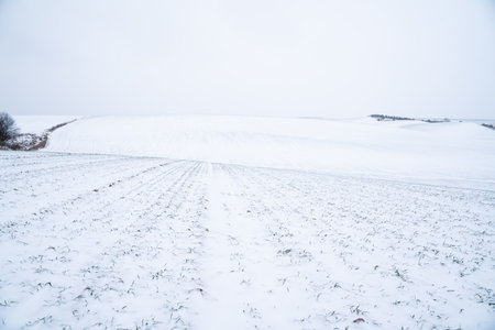 Landscape of wheat field covered with snow in winter season. Agriculture process with a crop cultures.の写真素材
