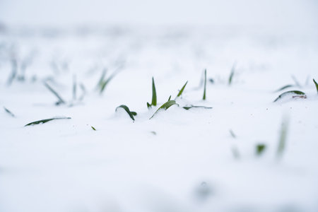 Close up green young sprouts of wheat, barley, rye under the layer of fresh snow in a spring.の写真素材