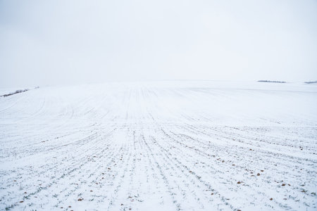 Green young sprouts of wheat, barley, rye under the layer of fresh snow in a spring.の写真素材