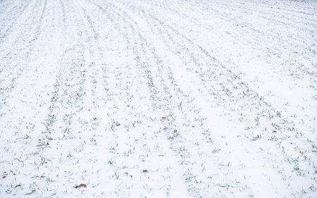Wheat field covered with snow in winter season. Growing grain crops in a cold season. Agriculture process with a crop cultures.の写真素材