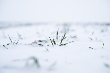 Sprouts of green wheat on a field what covered with the snow. Wheat field covered with snow in winter season.の写真素材