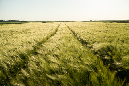 Green and young barley field during sunset. Ripening ears of barley field. Green barley field is blooming in the rural fields.の写真素材