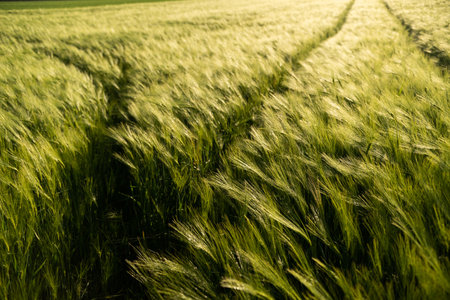 Agricultural field with ears of grain barley field. Fresh ears spikes of green barley.の写真素材