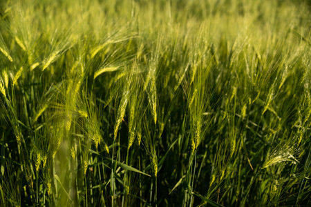 Juicy fresh ears of young green Barley on nature in spring summer agricultural field close-up. Ripening ears of barley field. Green barley field is blooming in the rural fields.の写真素材