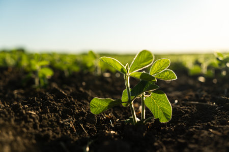 Young soy sprouts planted in neat rows. Green young soybean plants growing in a soil on agricultural field. Soy seedling. Agriculture.の写真素材
