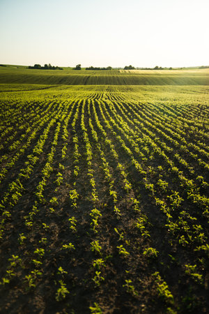 Rows of young soybean plants. Fresh young sprouts of green soy plants on the agricultural field in summer. Soybean field with sunset sun. Young Soy Plants. Soy agriculture.の写真素材