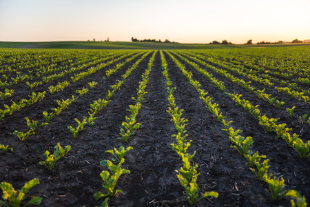 Landscape rows of young beatroot plants. Young beat sprouts during the period of active growth. Sugar beat plant in cultivated agricultural field. Agriculture process.の写真素材