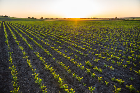 Sugar beets grow in rows on plantations. Farm fields on the slopes of the hills are planted with beets. Sugar beet sprout growing in cultivated agricultural field.の写真素材