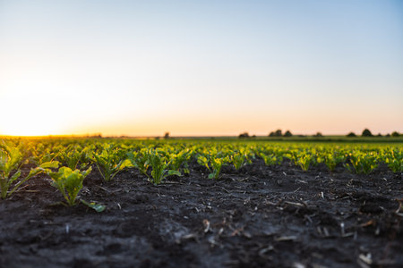Rows of young sprouts of sugar beetroot leaves with a sunset sky. Beetroot plants growing in a fertile soil on a field. Cultivation of beet. Agriculture.の写真素材