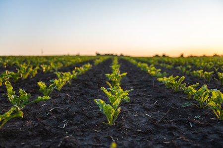 Young sugar beat root sprouts planted in neat rows. Green young beatroot plants growing in a soil on agricultural field. Sugar beat seedling. Agriculture.の写真素材
