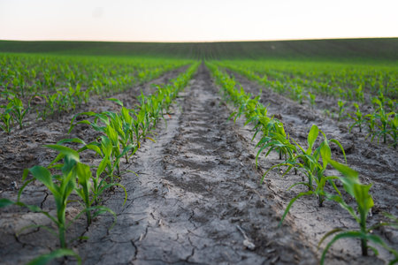 Close up seeding maize corn plants. Green young corn maize plants growing on a agricultural field. Young green corn in agricultural field in early spring, selective focus.の写真素材