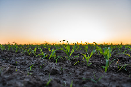 Young green corn seedling sprouts growing on cultivated agricultural farm field under the sunset, shallow depth of field. Agricultural scene with corn sprouts in soil.の写真素材