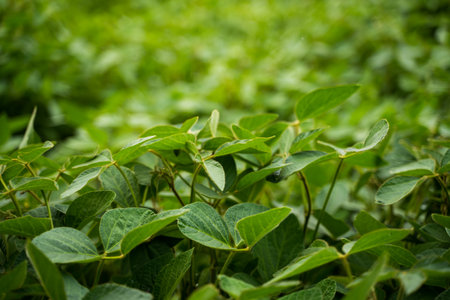 Soybean field ripening at summer season. Soy seedling. Agricultural soy plantation on a field. Growing soybeans plant.の写真素材