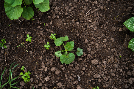 Pumpkin tiny sprout planted in the garden, field. Squash seedling planted in the soil on the field. Agriculture, plant, close-up view.の写真素材