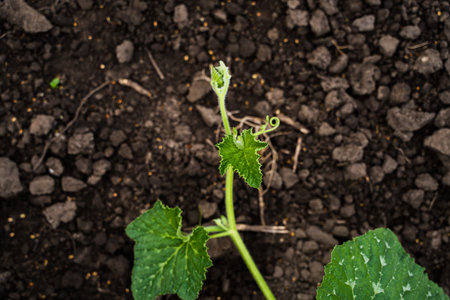 Leaves of young pumpkin plant growing in a soil. Pumpkin seedlings grow from fertile ground. Pumpkin sprout in black soil. Green plants. Agriculture.の写真素材