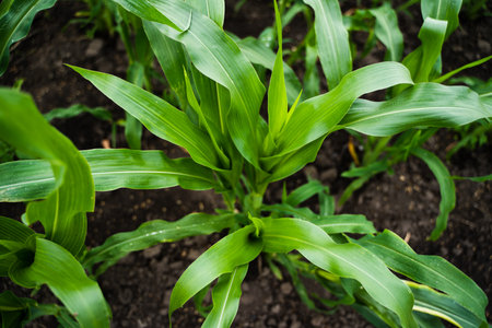 Young corn seedling in the agricultural plantation. Young green cereal maize plant growing in the cornfield.の写真素材