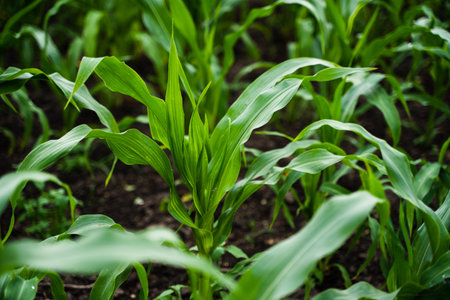 Young corn plants growing on the field. Selective focus. Corn seedling on the agricultural...