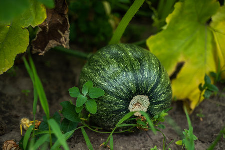 Green sweet pumpkin growing in the garden, farm, agricultural field. Young pumpkin growing on the vegetable patch.の写真素材