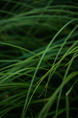 Green grass texture from a field. Herb, herbaceous background, beautiful herbal texture. Close-up, selective focus.の写真素材