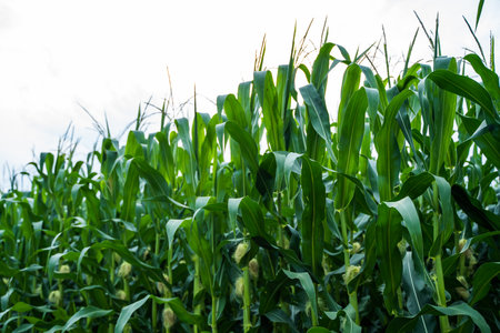 Unripe corn growing on a maize plantation. Corn planting field or cornfield. Stalks of tall green unripe corn with a unripe corn. Agriculture.の写真素材